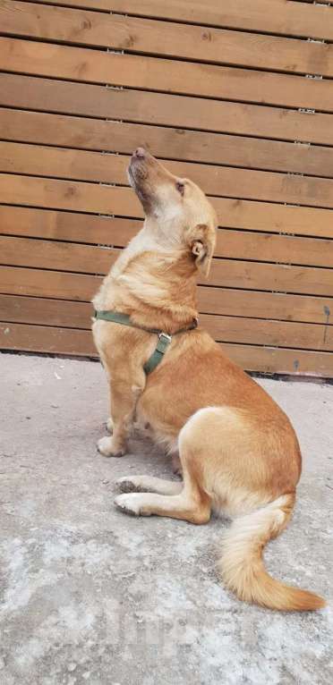 Собаки в Санкт-Петербурге: Умная и ласковая собака, метис корги, 1 год Девочка, Бесплатно - фото 6