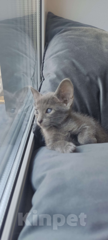 Кошки в Москве: Ориентальная девочка Девочка, 65 000 руб. - фото 3