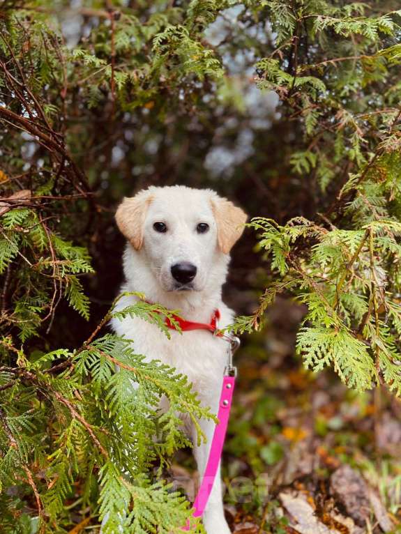 Собаки в других городах Московской области: Дэми якутенок Девочка, Бесплатно - фото 10