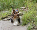 Собаки в Самаре: Детки йорки Девочка, Бесплатно - фото 1
