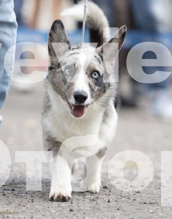 Собаки в Мытищах: Вязка Корги Кардиган(Юный Чемпион России) Мальчик, Бесплатно - фото 4