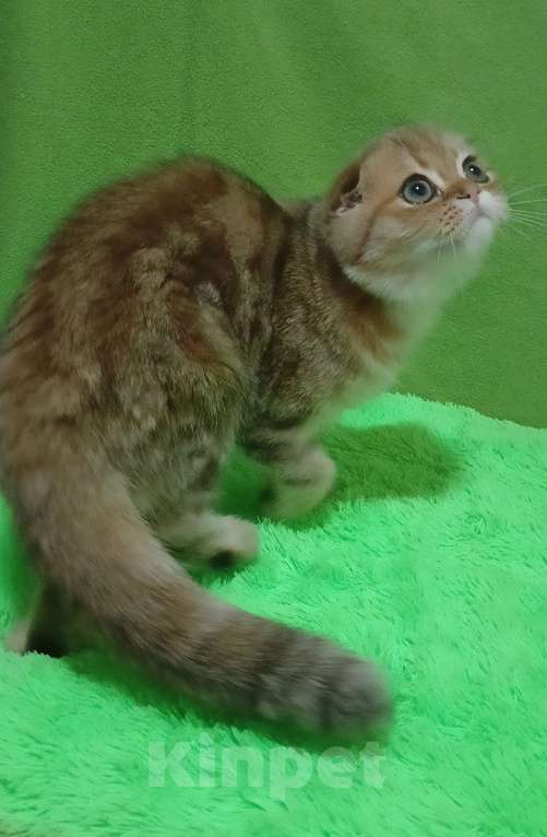 Кошки в Москве: Золотой мраморный красавчик Мальчик, 25 000 руб. - фото 2