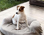Собаки в Москве: Джек Рассел щенок Девочка, 100 000 руб. - фото 6