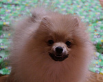 Собаки в Москве: Мальчик- шикарный шпиц- собака улыбака Мальчик, 30 000 руб. - фото 2