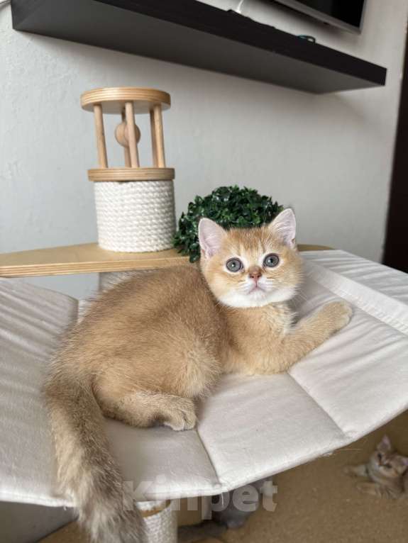 Кошки в Москве: Золотой шотландский прямоухий малыш Мальчик, 25 000 руб. - фото 2