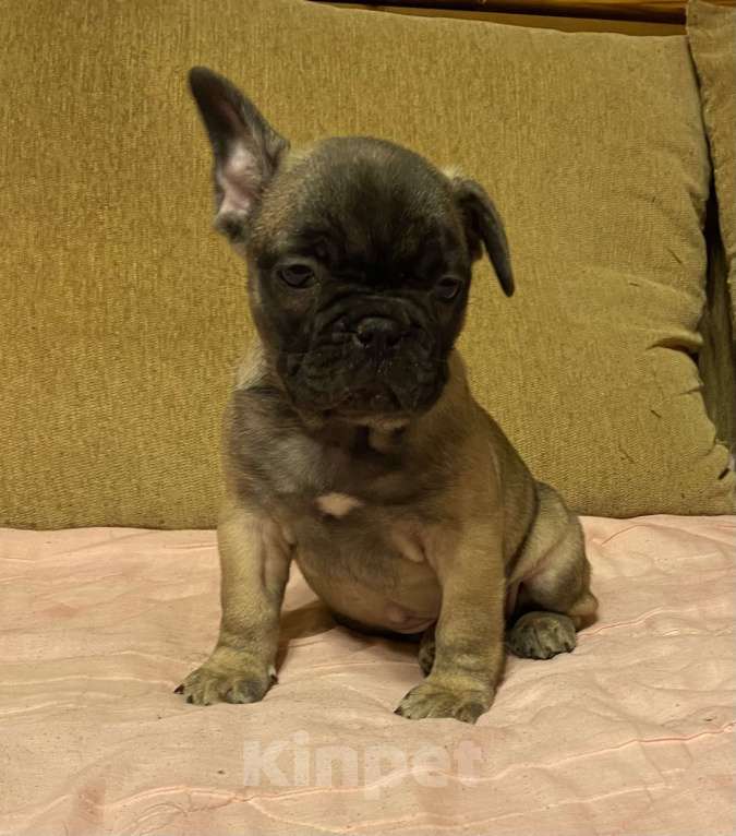 Собаки в Санкт-Петербурге: Шикарный мальчик французик  Мальчик, 45 000 руб. - фото 4