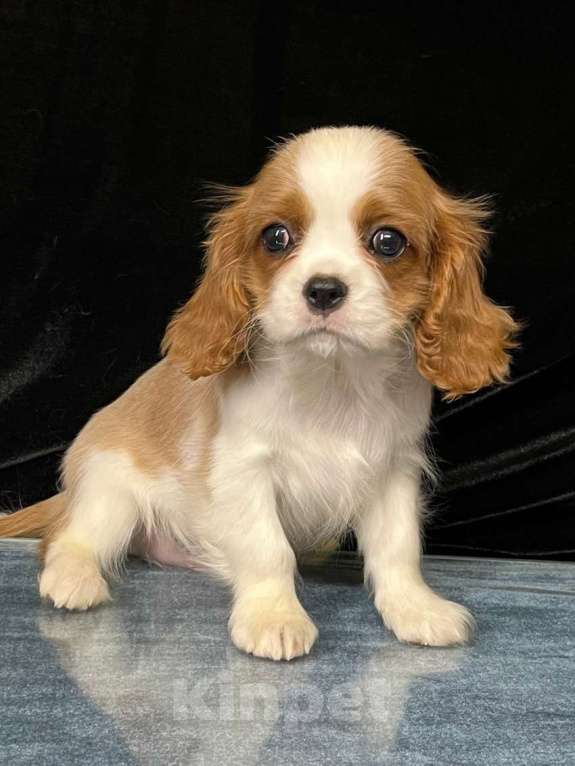Собаки в Санкт-Петербурге: БЕСТ ИЛРЕАН КАДДИ Мальчик, 100 000 руб. - фото 4