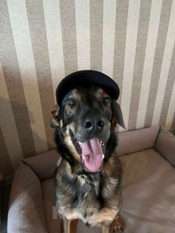 Собаки в Москве: Гермес. Ему плохо в городе, страшно... Мальчик, Бесплатно - фото 2