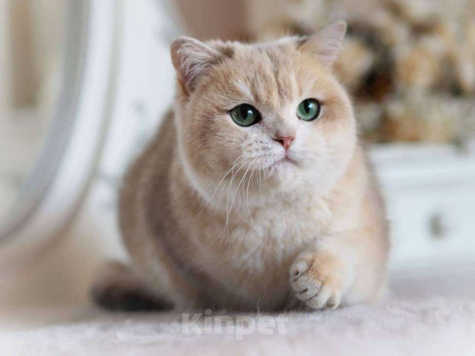 Кошки в Москве: Британская кошка для разведения Девочка, 100 000 руб. - фото 4