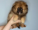 Собаки в Москве: Померанский шпиц, девочка Девочка, 22 000 руб. - фото 2