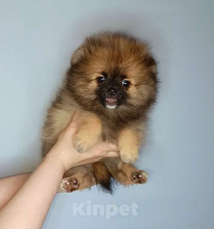 Собаки в Москве: Померанский шпиц, девочка Девочка, 22 000 руб. - фото 2