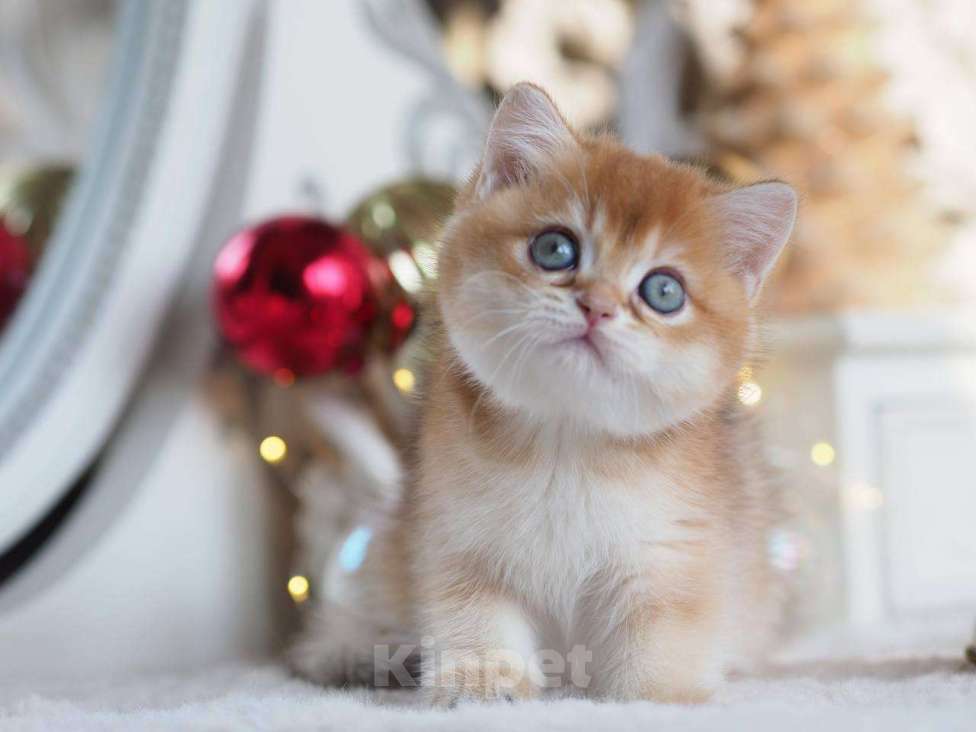 Кошки в Москве: Британская девочка Фианита Девочка, 150 000 руб. - фото 2