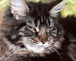 Кошки в Казани: Кошечка мейн кун черная мраморная Девочка, 8 000 руб. - фото 2