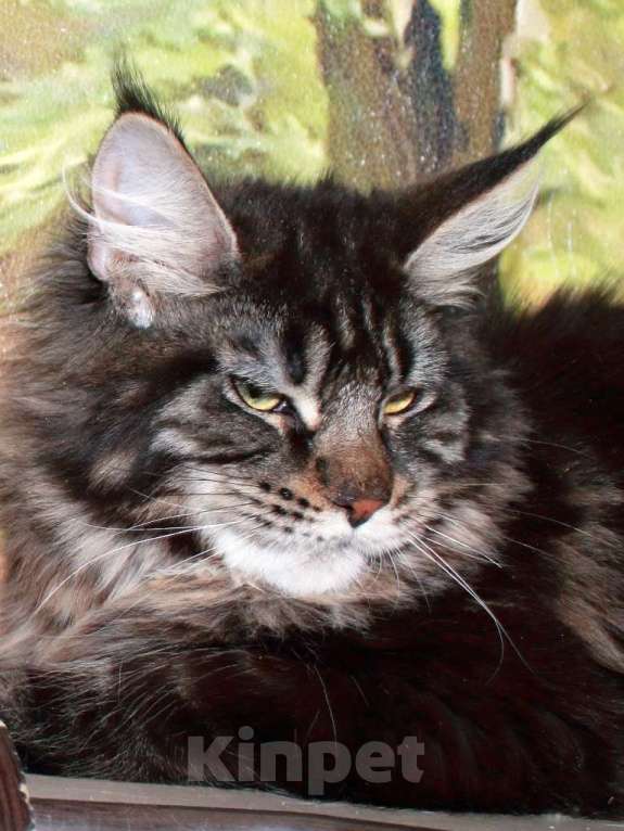 Кошки в Казани: Кошечка мейн кун черная мраморная Девочка, 8 000 руб. - фото 2