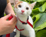 Кошки в Королеве: Котенок Мальчик, Бесплатно - фото 2