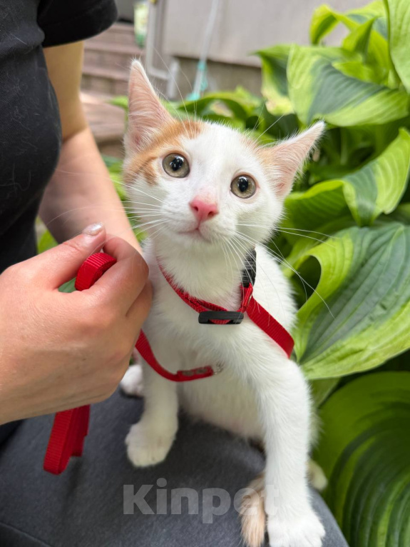 Кошки в Королеве: Котенок Мальчик, Бесплатно - фото 2