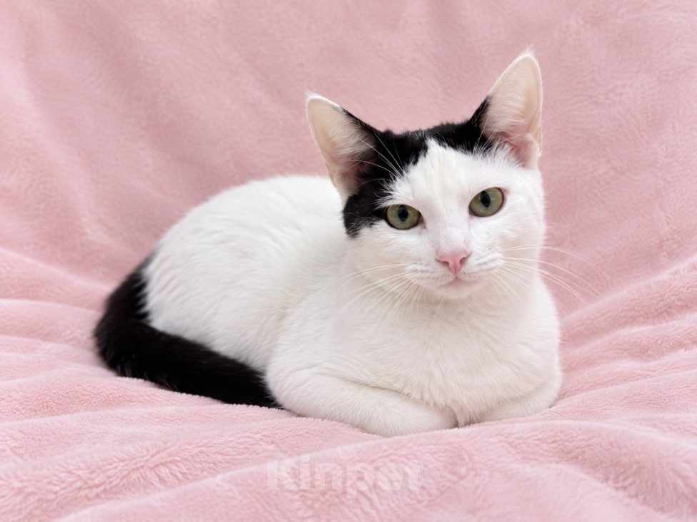 Кошки в Москве: Котенок в добрые руки Девочка, Бесплатно - фото 4