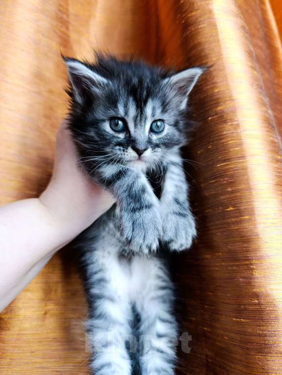 Кошки в Москве: Мейн кун девочка Девочка, 35 000 руб. - фото 6