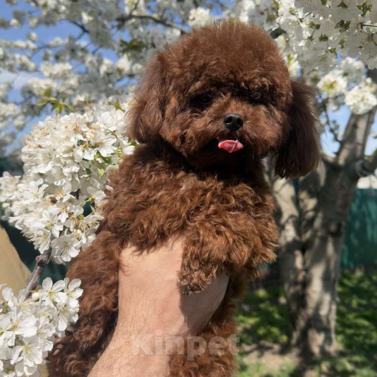 Собаки в Геленджике: Той пудель Девочка, 320 000 руб. - фото 2