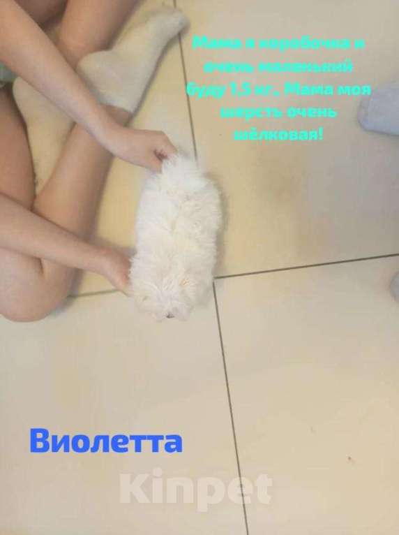 Собаки в Липецке: мальтезе Мальчик, Бесплатно - фото 10