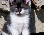 Кошки в Краснодаре: Котята в добрые руки. Срочно! Нужна помощь! Разнополые, Бесплатно - фото 1