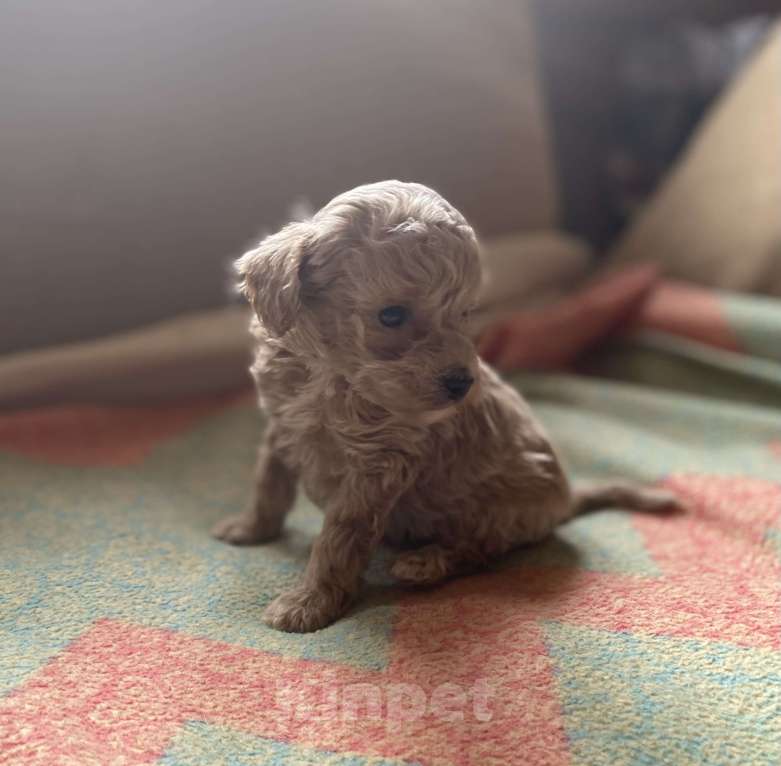 Собаки в Санкт-Петербурге: Очаровательная девочка той пуделя Девочка, Бесплатно - фото 6