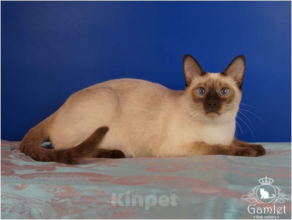 Кошки в Москве: Тайская кошка шоколад-пойнт Элизабет (Лиза) ищет хозяев Девочка, 5 руб. - фото 2