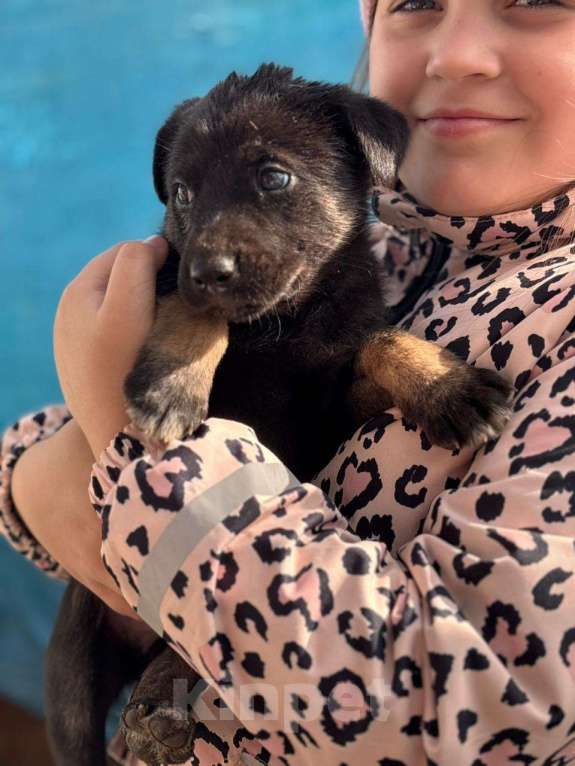 Собаки в Москве: Щенок 1,5 месяцев девочка в добрые руки  Девочка, Бесплатно - фото 3