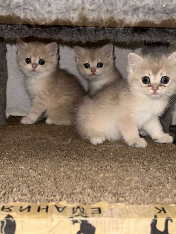 Кошки в Люберцах: Британская шиншилла  Девочка, 40 000 руб. - фото 5