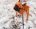 Собаки в Самаре: Французский бульдог Вязка, 1 руб. - фото 6