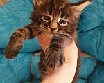 Кошки в Лукоянове: Котята Мейн- кунята.Вам на радость!, 10 000 руб. - фото 8