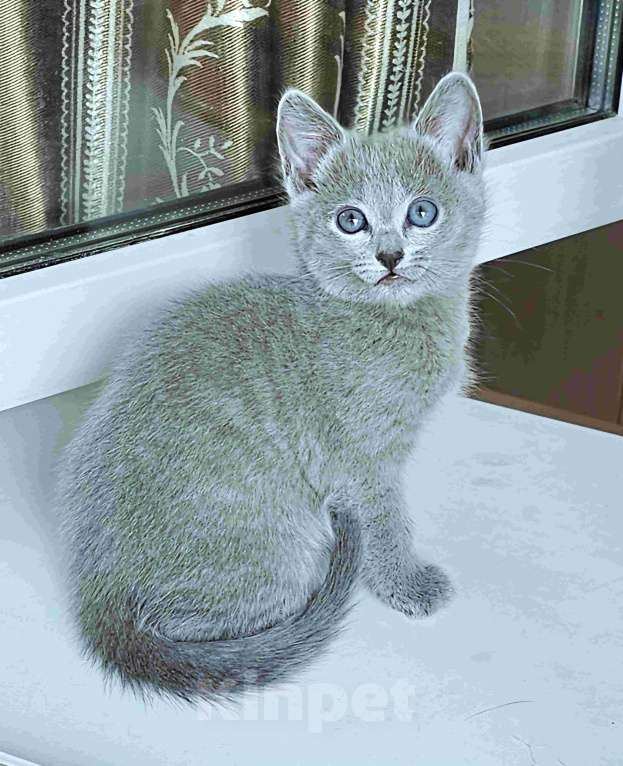 Кошки в Санкт-Петербурге: Русские голубые котята Девочка, 50 000 руб. - фото 2