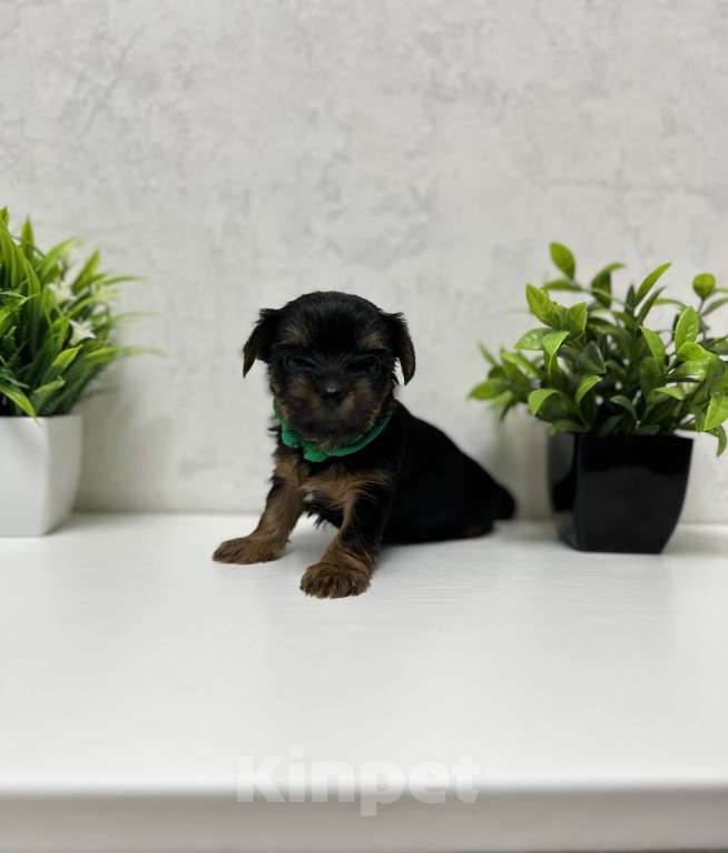 Собаки в Новосибирске: Мини девочка Девочка, 50 000 руб. - фото 2