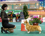 Собаки в Иркутске: Щенки вельш-корги пемброк Мальчик, 50 000 руб. - фото 2