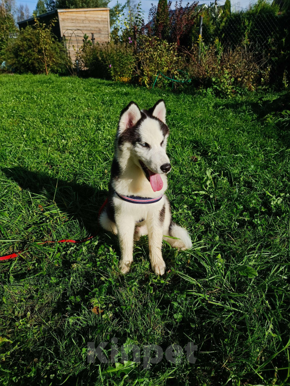 Собаки в других городах Ленинградской области: щенок помски  Мальчик, 29 000 руб. - фото 4