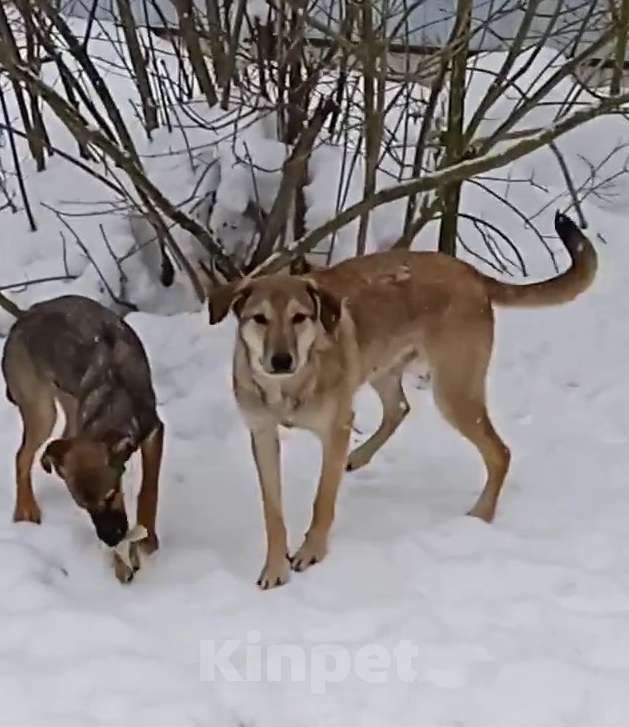 Кошки в Москве: Марсель ищет дом Мальчик, Бесплатно - фото 1