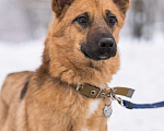 Собаки в Москве: Бобби Мальчик, 300 руб. - фото 1