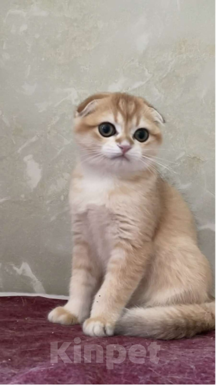 Кошки в Москве: Ирвин Мальчик, 40 000 руб. - фото 1