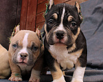 Собаки в других городах Ярославской области: Булли-малыши Девочка, 60 000 руб. - фото 2