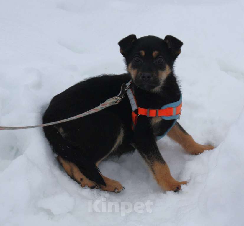 Собаки в Москве: Маленькой красоточке Айке очень нужны дом и семья Девочка, Бесплатно - фото 6