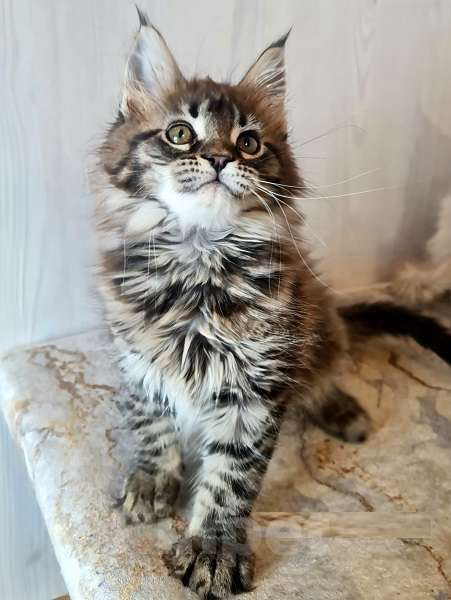 Кошки в других городах Ярославской области: Котята Мейн кун Девочка, Бесплатно - фото 1