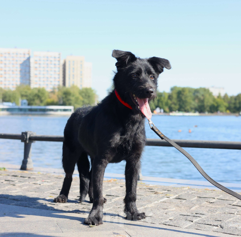 Собаки в Москве: Собака бесплатно Москва Мальчик, Бесплатно - фото 1