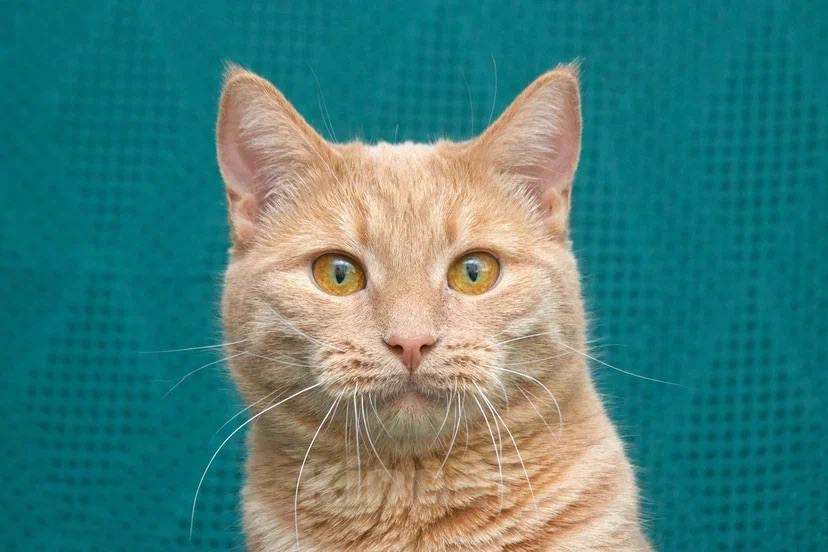 Кошки в Москве: Меня зовут Пегас! Мальчик, Бесплатно - фото 8