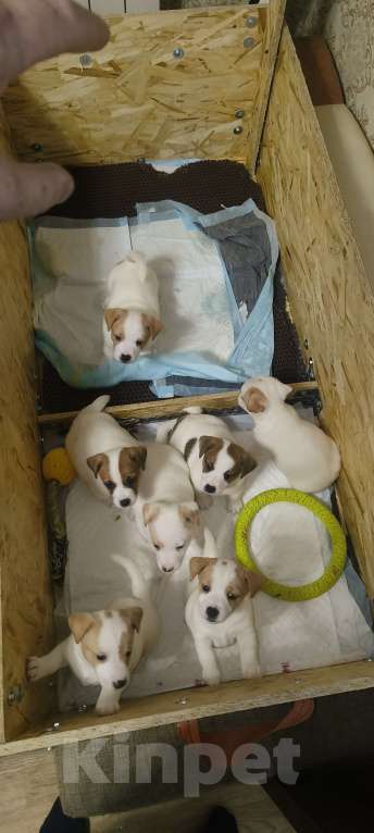 Собаки в Липецке: Порода:  джек-рассел-терьер Девочка, Бесплатно - фото 5