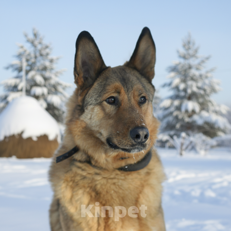 Собаки в Москве: Тимон ищет семью Мальчик, Бесплатно - фото 3