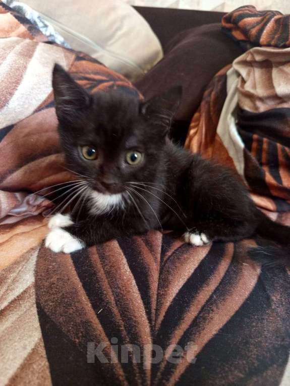 Кошки в Москве: котята в добрые руки Девочка, Бесплатно - фото 2