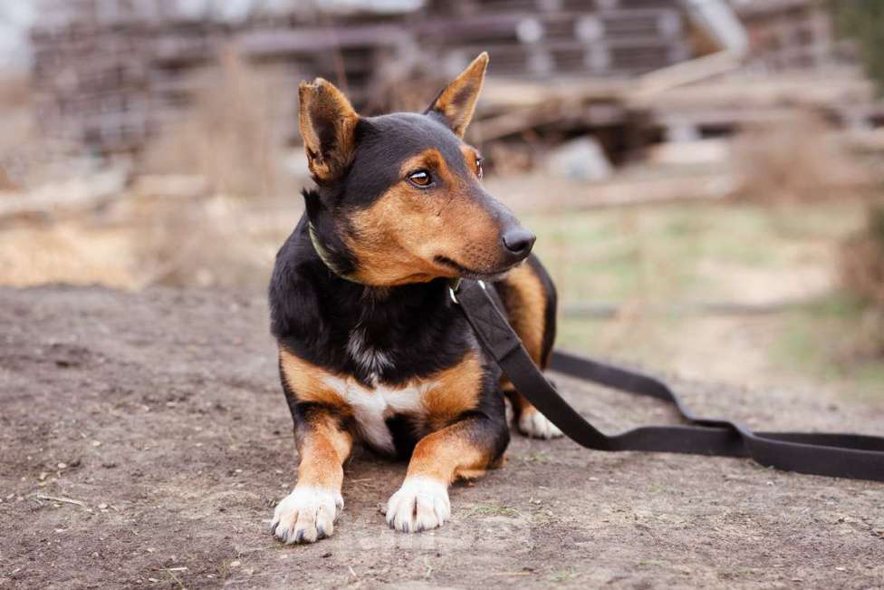 Собаки в Москве: Собака из приюта ищет дом Мальчик, Бесплатно - фото 2