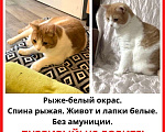 Кошки в Москве: Убежал котик бело-рыжий в южном Измайлово  Мальчик, 10 000 руб. - фото 1