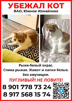 Объявление: Убежал котик бело-рыжий в южном Измайлово , 10 000 руб., Москва