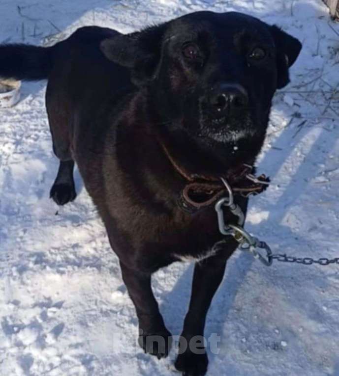 Собаки в Москве: БАГИРА-(спасённая из кровавого отлова) Нужен свой человек!Срочно! Девочка, 11 руб. - фото 4